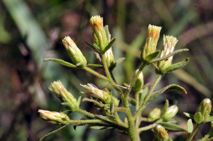 Chihuahuan Brickellbush has pale yellow or greenish-white flowers and an inflorescence with clustered small heads, up to 20 or more, note that the florets are discoid only. Brickellia floribunda
